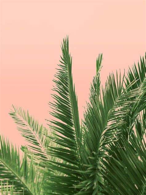 Download Palm Print Wallpaper - WallpaperTip