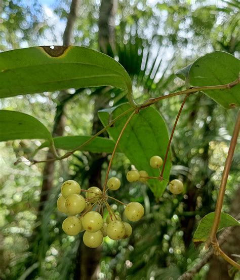 Smilax Luzonensis Smilacaceae Image At Phytoimages Siu Edu