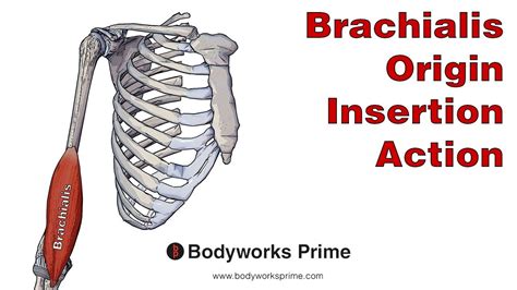 Brachialis Anatomy: Origin, Insertion & Action - YouTube