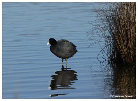 Foulque Macroule Fulica Atra Coot R Serve Ornithologiq Flickr