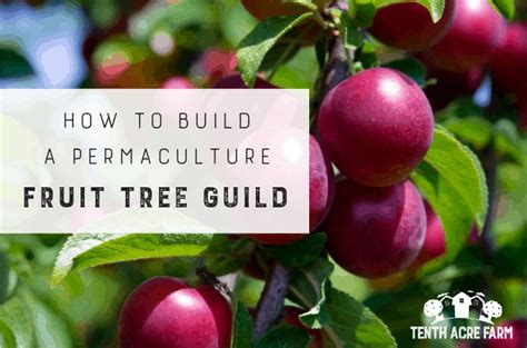 How to Build a Permaculture Fruit Tree Guild | Fruit trees, Permaculture, Permaculture gardening