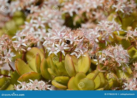 Flowering Crassula Ovata Stock Photo Image Of Friendship 97862618