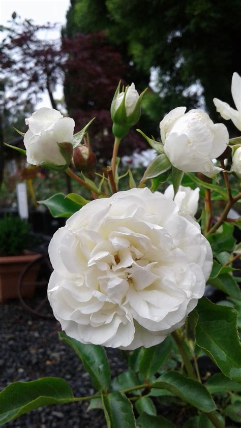 Meidiland White - Newstead Roses