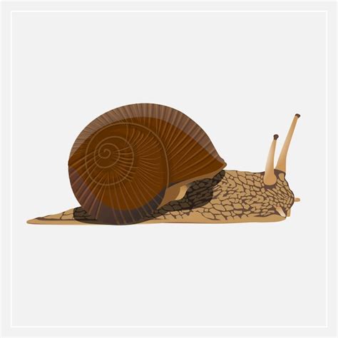 Premium Vector Snail Vector Ilustration