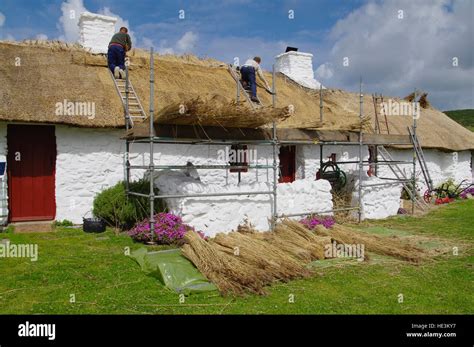 Roof Thatching On Anglesey Stock Photo Alamy