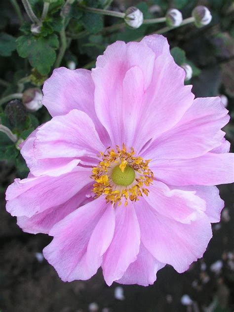 Taller Choice Pink On Tall Stems Perennials Anemone Flower Room Decor