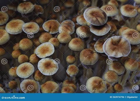 Microgrowing Of Psilocybe Cubensis Mushrooms Mycelium Of Psilocybin