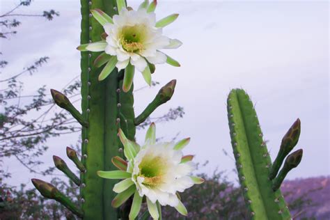 D Couvrir Kuva Flor Cacto Mandacaru Thptnganamst Edu Vn