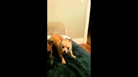 Growling Chihuahua Youtube