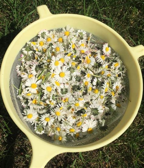 Macérat huileux de Bellis pâquerettes recette bienfaits et utilisation