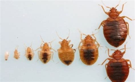 Can You See Bed Bugs With The Naked Eye Ways To Look How To Detect