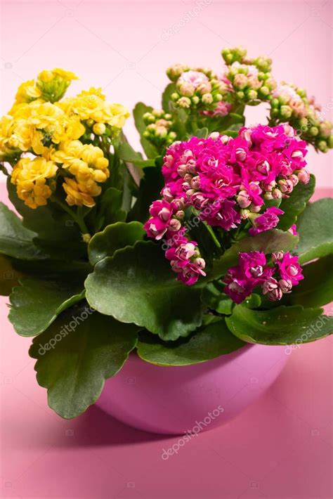 Planta Medicinal Kalanchoe Con Flores De Colores De Cerca Sobre Fondo