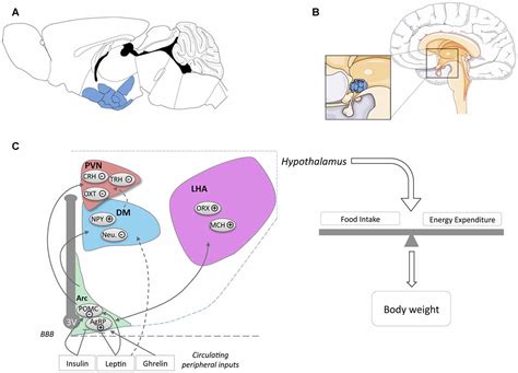 Frontiers Hypothalamic Alterations In Neurodegenerative Diseases And