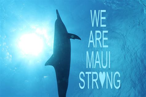 We Support Maui ~ Donations and Resource Centers - Dolphins And You