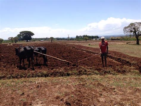 Land preparation based on traditional oxen ploughing methods | Download Scientific Diagram