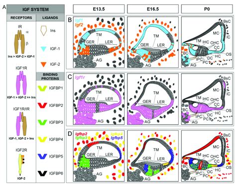 Igf System Expression Patterns In The Developing Cochlea A Download Scientific Diagram