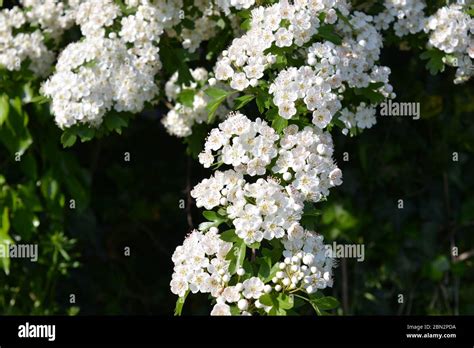 Flores Blancas De Espino N Tambi N Conocido Como Crataegus