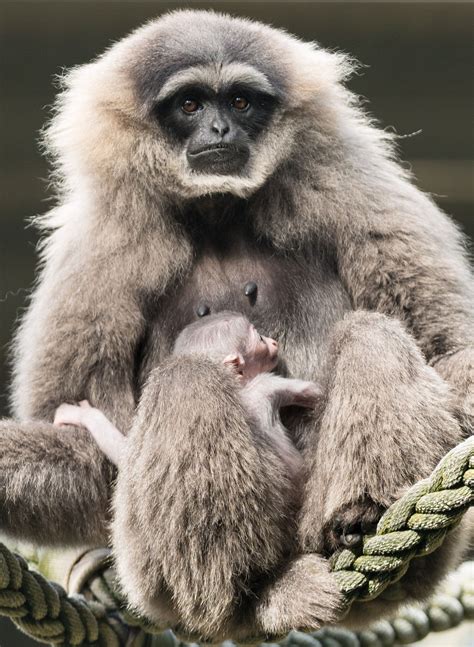 Silvery Gibbon — Mogo Wildlife Park - NOW OPEN 9AM-4PM DAILY