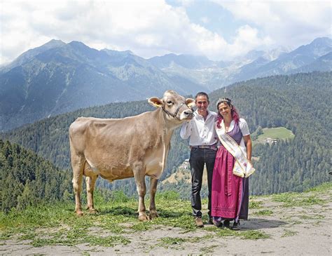 Starkes Braunvieh in Deutschnonsberg | Rinderzucht Braunvieh