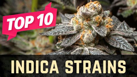 Top 10 Indica Weed Strains Stellar Seeds