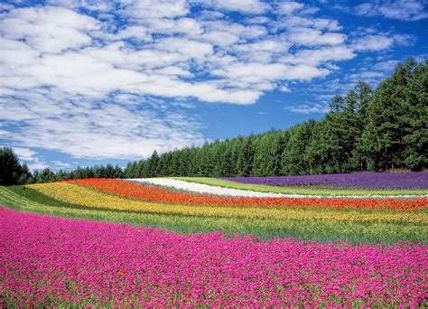 Hokkaido Lavender Fields – Etravel Connect Travel Guide