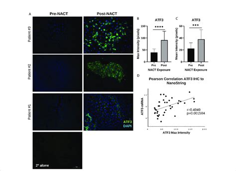 atf protein displays distinct regional nuclear  cytoplasmic