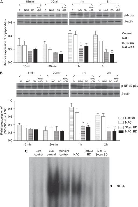 Brucein D induced inhibition of NF κB activation is independent of ROS