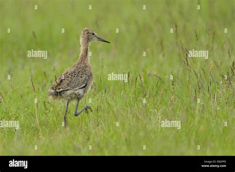 Limosa Limosa Nestling Hi Res Stock Photography And Images Alamy