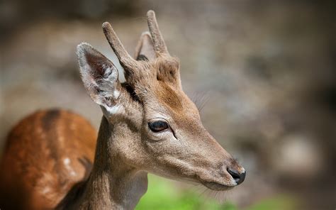 animals, Deer, Fawns, Baby Animals Wallpapers HD / Desktop and Mobile ...