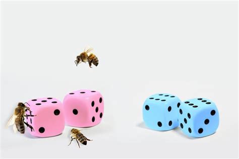 Determining The Sex Of Bees [image] Eurekalert Science News Releases