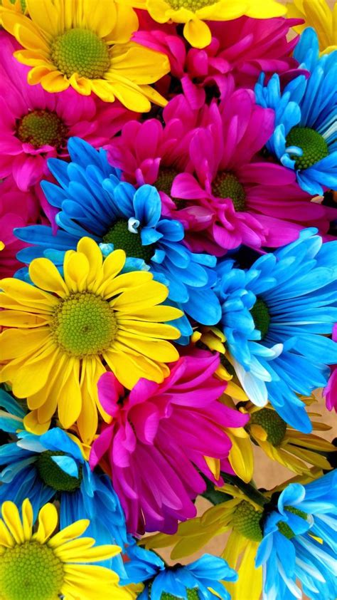 Colorful Daisies Wallpapers - Top Free Colorful Daisies Backgrounds ...