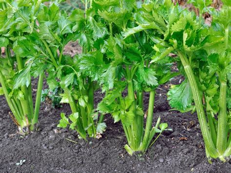 Different Types Of Celery Learn About Celery Plant Varieties