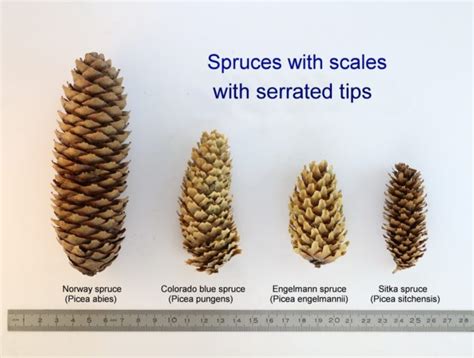 Picea Abies Norway Spruce Conifer Species American Conifer Society