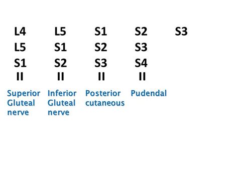 Sacral Plexus Youtube