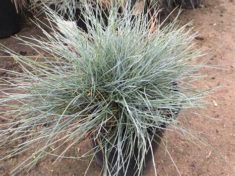 Blue Fescue Grass | Southwest Nursery | Wholesale Landscaping Supplies