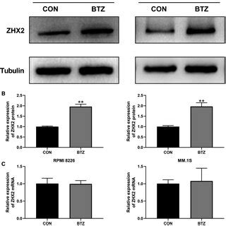 Knockdown Zhx Enhanced The Sensitivity Of Mm Cell To Btz A Cells