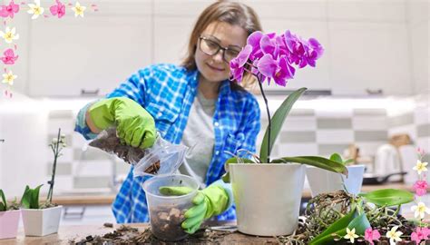 Risveglia Le Tue Orchidee Con Questo Fertilizzante Naturale Con Il Lievito