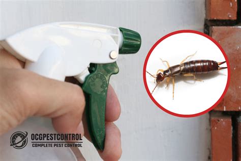 How To Get Rid Of Earwigs Ocg Pest Control Termite Prevention