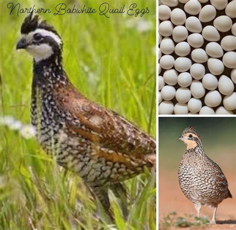 600 Northern Bobwhite Quail Hatching Eggs Aandm Quail Farm