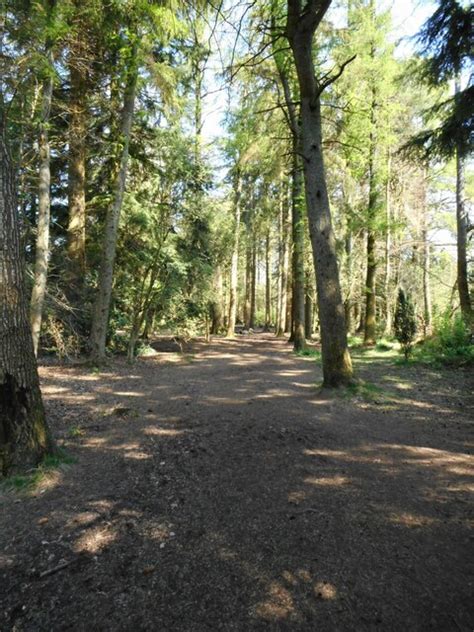 Woodland Walk © Richard Sutcliffe Cc By Sa20 Geograph Britain And