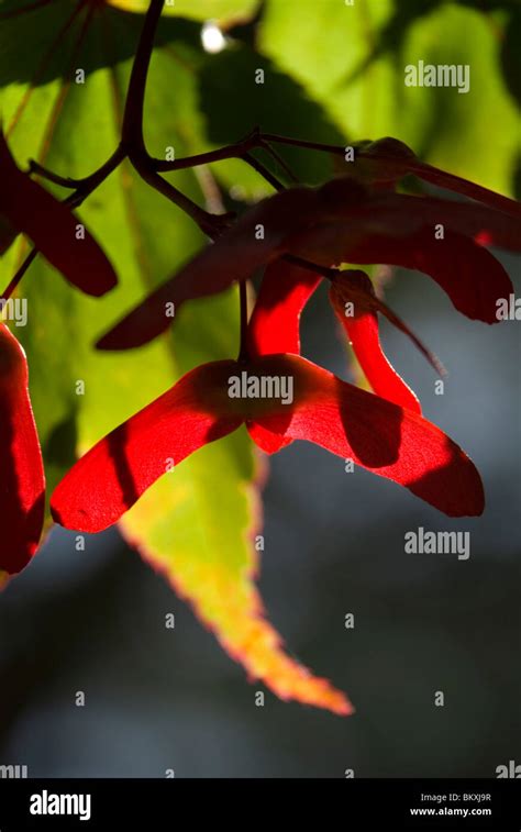 Acer palmatum seeds Stock Photo - Alamy