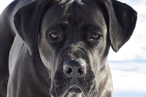 Cane Corso Todo Sobre Esta Raza