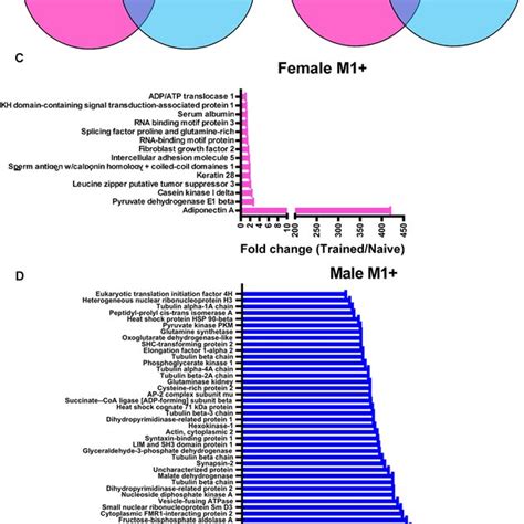 Sex Specific Protein Targets Of Linear Polyubiquitination In The Download Scientific Diagram