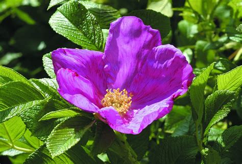 Scabrosa rugosa från 1950 Vresros Gammaldags buskros Sveriges