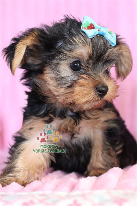 Healthy Yorkie Puppies For Sale Yorkie Breeder In California Akc Ckc Organic Grooming Products