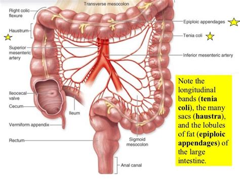 Ascending Transverse Descending Colons Sigmoid Haustra Tenia Coli Digestive System