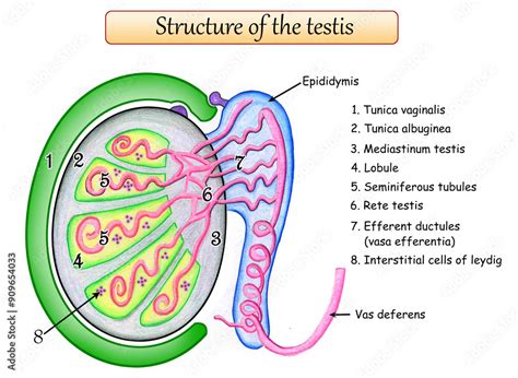 Structure Of The Testis Tunica Albuginea Mediastinum Testis Seminiferous Tubules Rete Testis