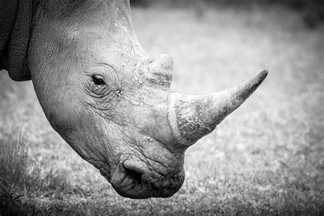 White Rhino Profile Photograph By Michael North Fine Art America