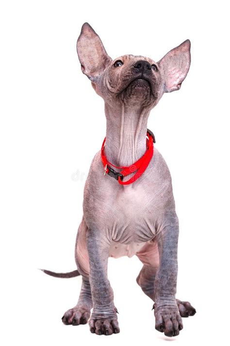 742 Naked Puppy Stock Photos Free Royalty Free Stock Photos From