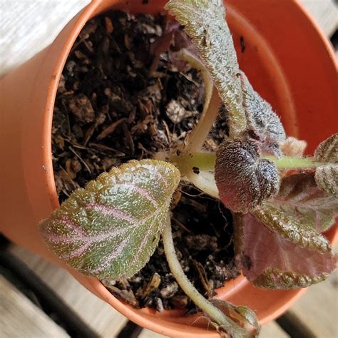 Kee Wee Episcia Furniture And Home Living Gardening Plants And Seeds On